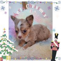 Magnifique chihuahua merle bleu et tan