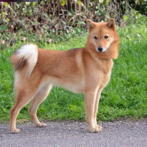 Spitz finlandais femelle à adopter