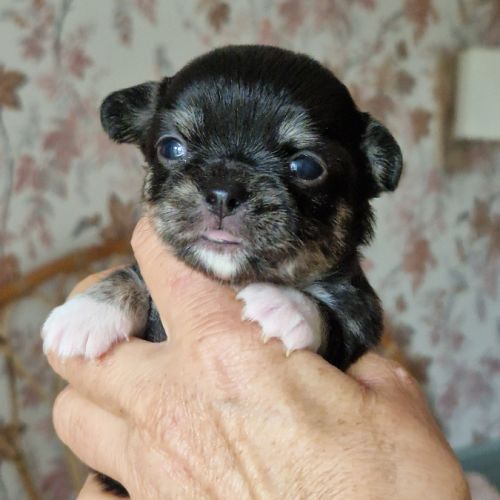 Magnifique bébé femelle chihuahua poils longs #3