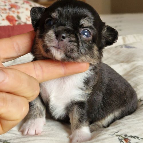 Magnifique bébé femelle chihuahua poils longs #4