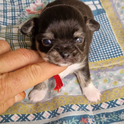 Magnifique bébé femelle chihuahua poils longs #5