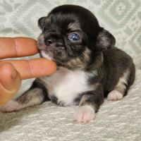 Magnifique bébé femelle chihuahua poils longs #1