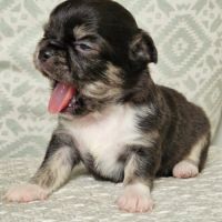 Magnifique bébé femelle chihuahua poils longs #2