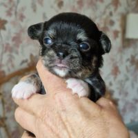 Magnifique bébé femelle chihuahua poils longs #3