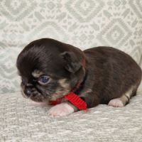 Magnifique bébé femelle chihuahua poils longs