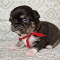 Magnifique bébé femelle chihuahua poils longs #7