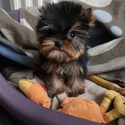 Splendides bébés yorkshire dépt 86 #3