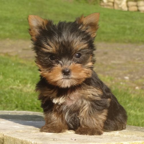 Splendides bébés yorkshire dépt 86 #5