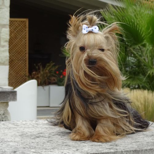 Splendides bébés yorkshire dépt 86 #8