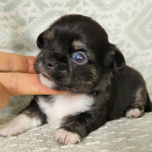 Magnifique bébés mâles chihuahua à poils longs #8