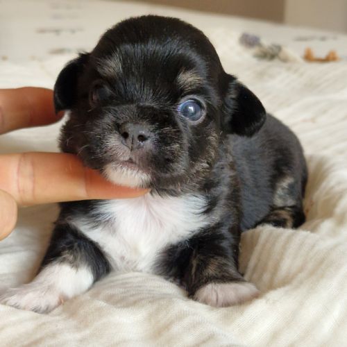 Magnifique bébés mâles chihuahua à poils longs #0