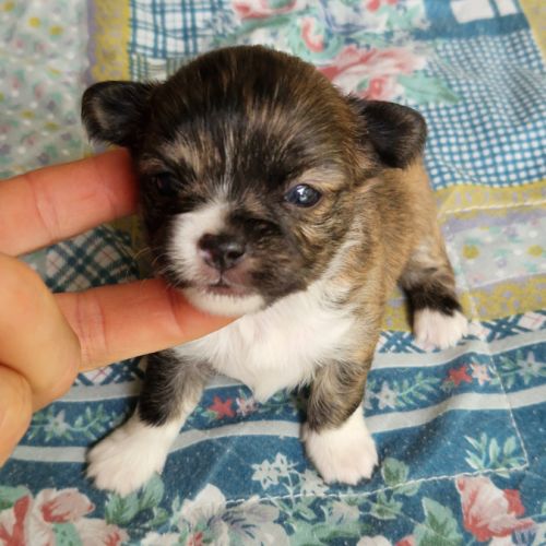 Magnifique bébés mâles chihuahua à poils longs #10