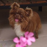 Magnifique bébés mâles chihuahua à poils longs #1