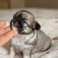 Magnifique bébés mâles chihuahua à poils longs #2