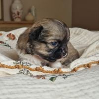 Magnifique bébés mâles chihuahua à poils longs #3