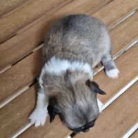 Magnifique bébés mâles chihuahua à poils longs #4