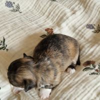 Magnifique bébés mâles chihuahua à poils longs #5