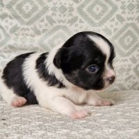 Magnifique bébés mâles chihuahua à poils longs #6