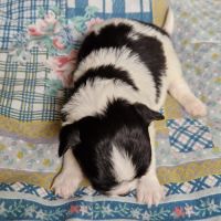 Magnifique bébés mâles chihuahua à poils longs #7