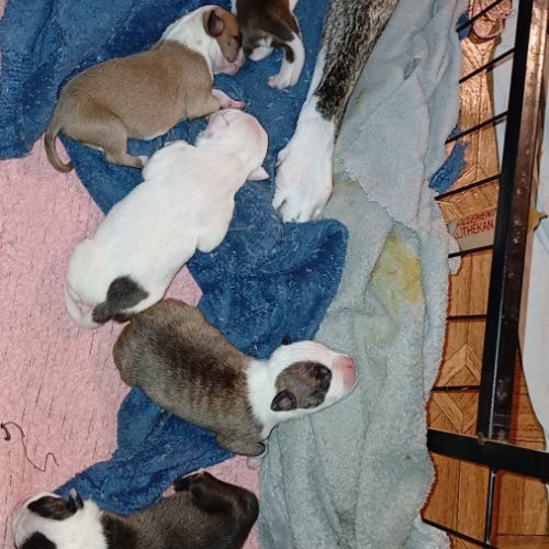 Chiots américain staff lof #3