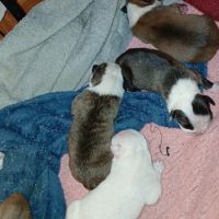 Chiots américain staff lof #1