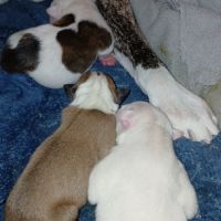 Chiots américain staff lof