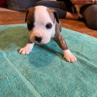 Chiots américain staff lof