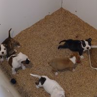 Chiots américain staff lof