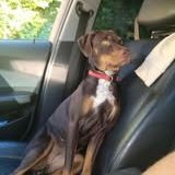 Chien sakura à l adoption #2