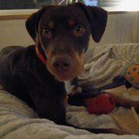 Chien sakura à l adoption