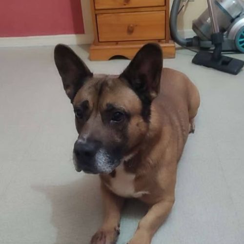 Chien tchiko à l adoption #0