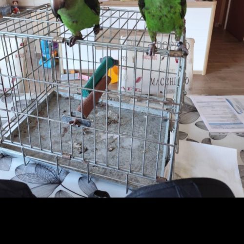 Perroquet de jardine femelle eam 5 mois