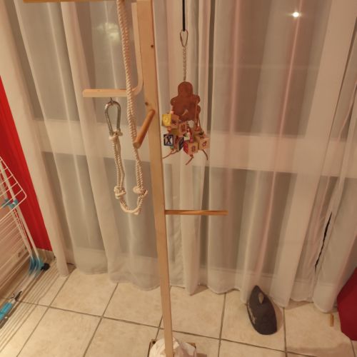 Perroquet de jardine femelle eam 5 mois #3