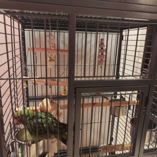 Perroquet de jardine femelle eam 5 mois #4