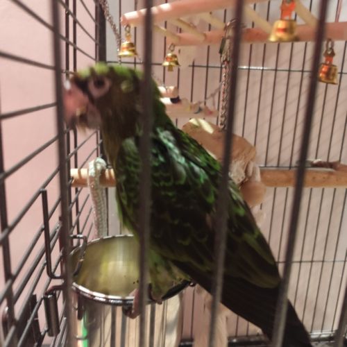 Perroquet de jardine femelle eam 5 mois #5