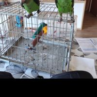 Perroquet de jardine femelle eam 5 mois #0