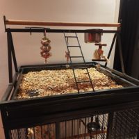 Perroquet de jardine femelle eam 5 mois #2