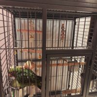 Perroquet de jardine femelle eam 5 mois #4