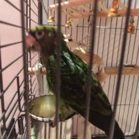 Perroquet de jardine femelle eam 5 mois #5