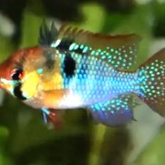 Mikrogeophagus ramirezi