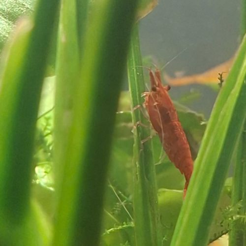 Crevette red cherry #2