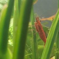 Crevette red cherry #2