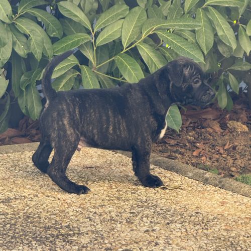 Chiot staffordshire bull terrier , staffie, lof #4