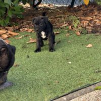 Chiot staffordshire bull terrier , staffie, lof #3