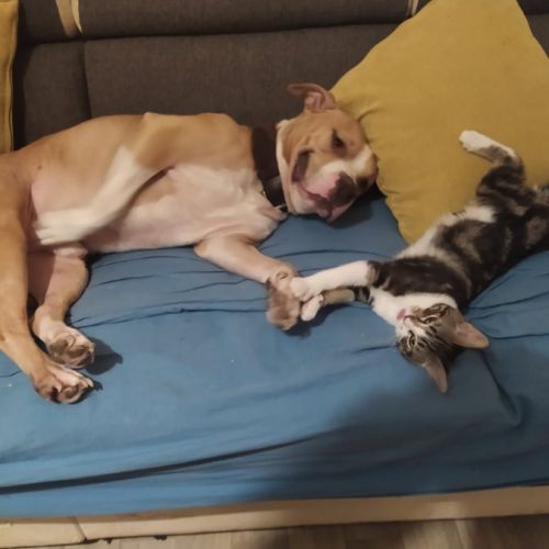 Urgent staffordshire terrier américain catégorie 2 #2