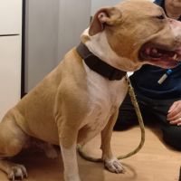 Urgent staffordshire terrier américain catégorie 2