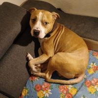 Urgent staffordshire terrier américain catégorie 2 #3