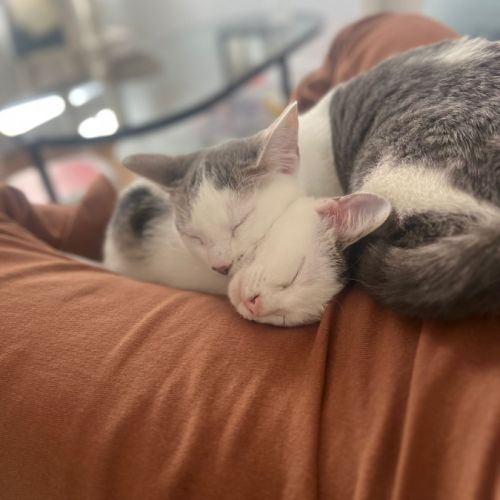 Gin et tonic- duo à adopter