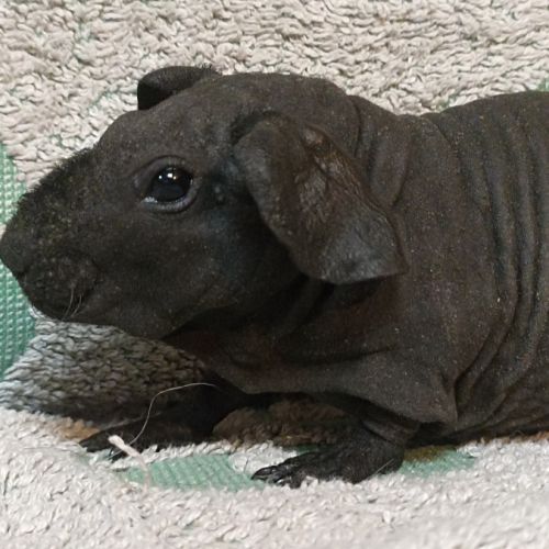 Cochon d'inde skinny #2