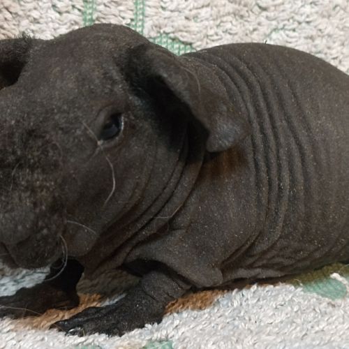 Cochon d'inde skinny #0